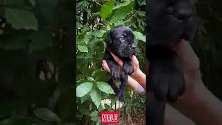 Щенок кане Корсо Star Karuna Know How  купить щенка