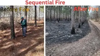 Sequential Fire on Longleaf | Continued Prescribed Burning (CSP FY26)