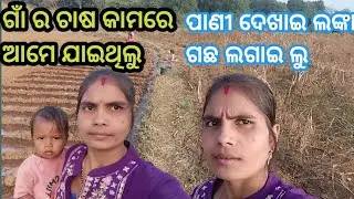 ଗାଁର  କ୍ଷେତରେ  ଲଙ୍କା ଗଛ ଲଗାଇଲୁ||We planted pepper trees in the fields of the village||🌾🎋