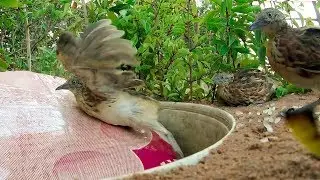Awesome Quick Bird Trap Using Plastic Bucket & Deep Hole - Best Bird Trap Work 100%