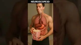 Human Digestion: What Happens When You Eat Popcorn? | Anatomy Animation