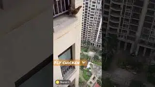 Fly chicken 🐔 🐓 Omg😱 #shorts #fyp #chicken #flying