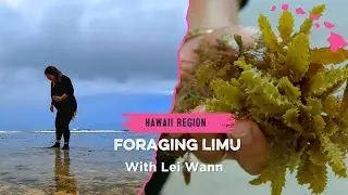 Foraging Limu with Lei Wann