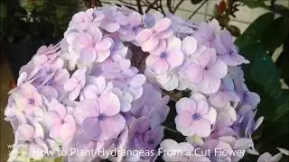 How to Grow Hydrangeas From Cuttings