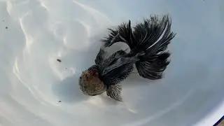 19564 Jade Seal Black Kirin Rosetail Oranda 