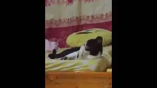 After eating his favorite fish#missing #cat