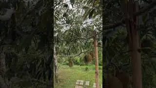 #camping #campinglive #durian