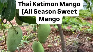 Thai Katimon Mango (All Season Sweet Mango #agriculture
