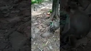 Monkey Jinx eat coconut fruits#shorts@eth.50