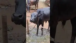 cow Moo sounds#amba humba sound of a HF calf#original cow sounds