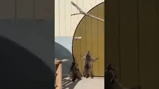 Raccoons Jump Around #shorts