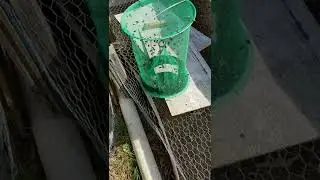 Stable Pest Control fly trap update @Wakeupandsniffthecoffee