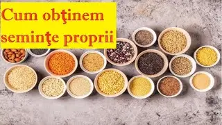 Cum să obținem semințe proprii de calitate și să economisim bani