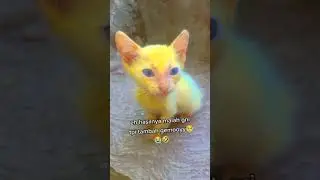 AWALNYA INGIN MENGOBATI KUCING JAMURAN TAPI HASILNYA MALAH BIKIN NGAKAK