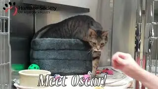 Meet Oscar, a beautiful abyssinian mix cat at HSHV!