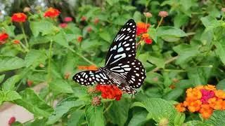 Relaxing Butterflies with Harp Music