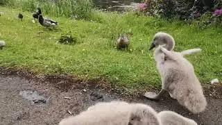 Baby Swans (Cygnets) Stretch Their Tiny Wings and Do Big Poos