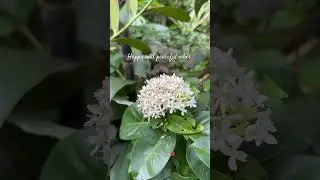 aiming for these always🥹 #flowers #shorts #happy #plants #nature #fyp #santan #whiteflowers
