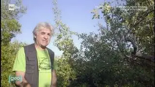 PianteAntiche del mediterraneo:Azzeruolo e Vincenzo Mosc.Di Giulia Merenda e Barbara Iannarilli