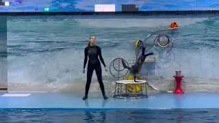 Dolhpin Show at Dolphinarium | Dubai | Travel with Family | UAE | Vlogs || All about Kish
