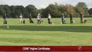 DOG QUALIFICATIONS BEST