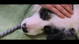 Ultrasound Confirming Winter's First Pregnancy (Border Collie) ❤