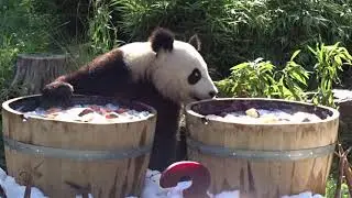 Die Pandazwillinge Pit und Paule feiern ihren 3  Geburtstag  Zoo Berlin am 31 08