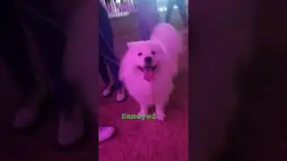 Samoyed dog breed