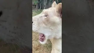 Rare lioness with unique eye color #lion #animals #yt #duet #shorts #youtubeshorts #lionshorts #meme
