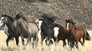 Strong Women, Wild Horses