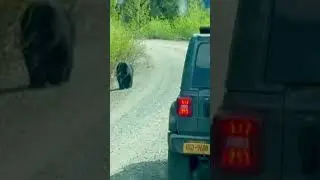 Running Goat vs Chill Bear 🐐🐻#shortvideo #vacation #vanlife #glacier #shorts