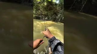 stream fishing. seasir stream rod and reel #seasir #seasirstream #tawes #mancingmania