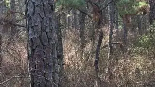 Bigfoot in South Jersey, possible bipedal footsteps heard in Wharton State Forest