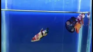 CANDY RAINBOW & KOI BETTA #koibetta #shorts #ikanlaga #bettafish #aquarium #fishtank #repost #vlog