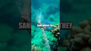 The Bubble-Printing Wonders of Parrotfish!