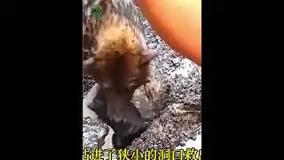 Touching situations when mother ferret saves baby ferret, mother dog saves puppy. - #rescue #save
