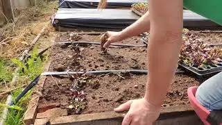 BEET TRANSPLANT INTO RAISED BEDS