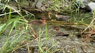 Survival Skills Wild Duck Caught in A River Trap
