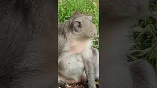 Comedy monkey,funny public monkey , feeeding poor public monkey