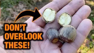 The Magic Food Source for Late-Season Deer Hunting Success