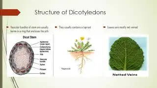Biology, Dicotyledons (Class Magnoliopsida) @Omeed Private High School