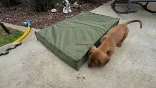 Showcasing Lesure Outdoor Water Resistant Dog Bed