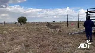 Freedom for a family of donkeys