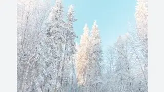 Travel Vlog | Fun Europe 🐕 Dog Sledding Winter Adventure #vlog #vlogs #europe