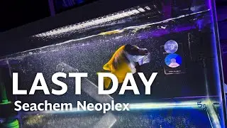 Day 8 -- Seachem Neoplex Treatment