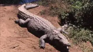 Interior Crocodile Alligator FULL SONG!!!!!