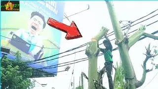 Woodcutter's skill in action ! Biggest Tree Cutting near billboard