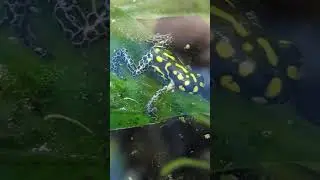 Vanzolinii froglets being very curious