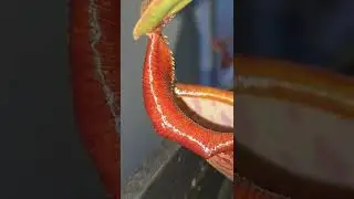 Carnivorous Pitcher plant Teeth!! #shorts