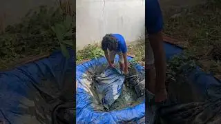 Alligator gar tank set part 2 #shorts #fishes #fishing #fish #aquarium